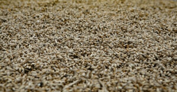 barley and fatty liver