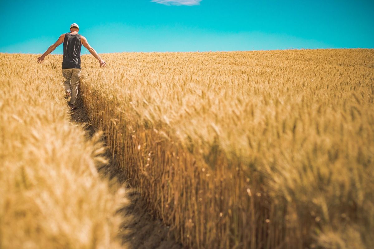 is barley good for fatty liver