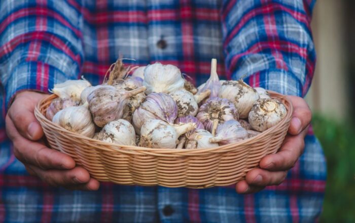 a basket of farm-grown garlic