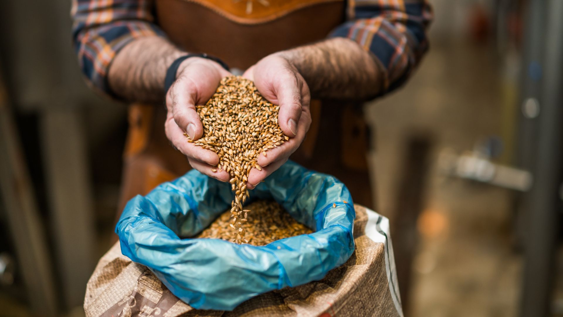 barley seeds being pored in a bag