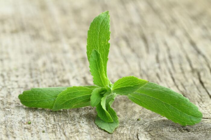 Stevia Rebaudiana plant leaves