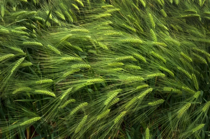 green barley on the field