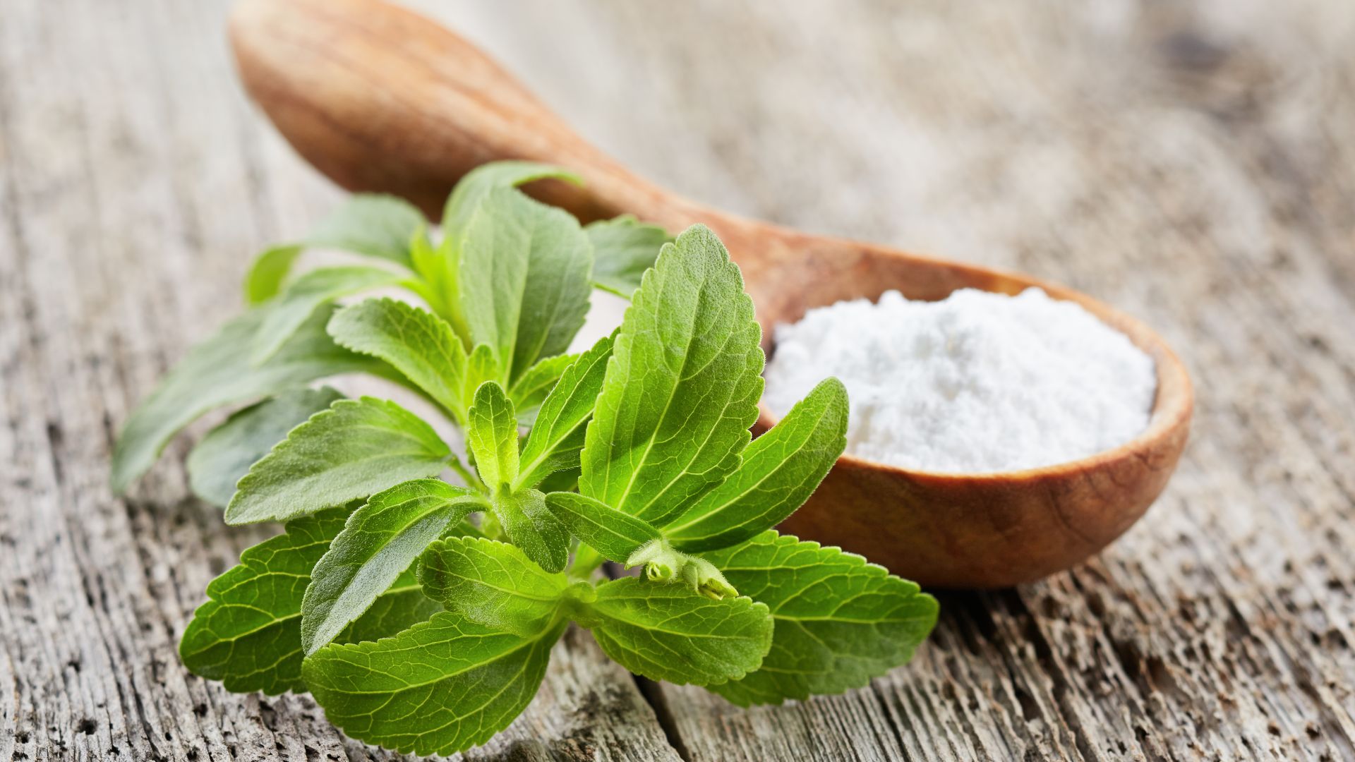 stevia plant and stevia powder