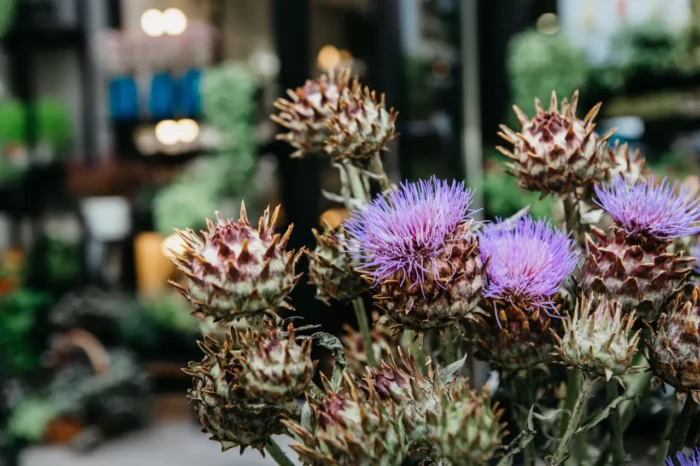 Milk Thistle Plant